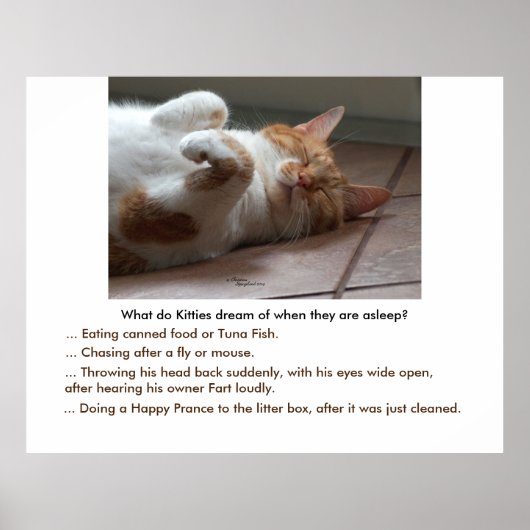 猫ちゃんはポスターまたはプリントの夢 ポスター (正面)