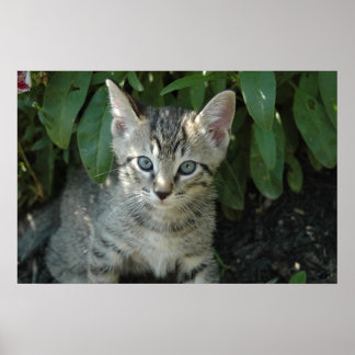 猫ちゃんは可愛い ポスター