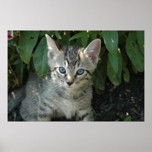 猫ちゃんは可愛い ポスター (正面)