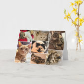 猫ちゃんズオブジョンストン郡 カード (黄色い花)