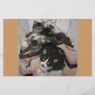 猫ちゃん椅子共有