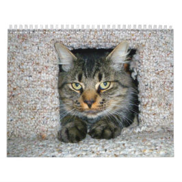 猫ちゃん カレンダー