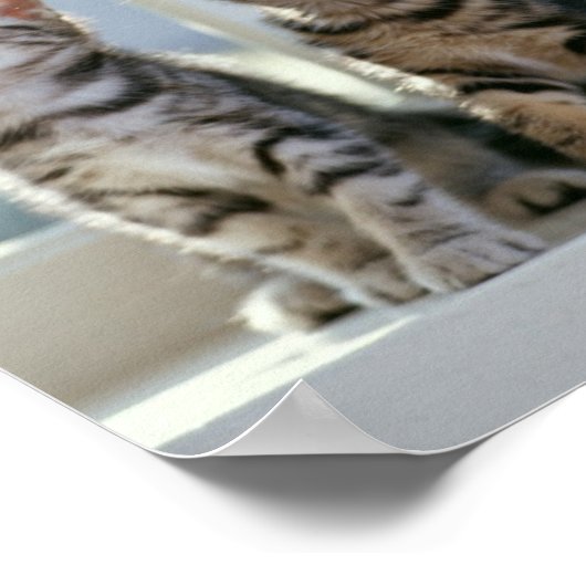 猫ちゃん ポスター (角)