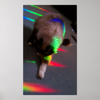 猫ちゃん=光と愛 ポスター