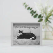 猫とおもしろい迷惑なインパレー ポストカード (スタンド正面)