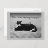 猫とおもしろい迷惑なインパレー ポストカード (正面/裏面)