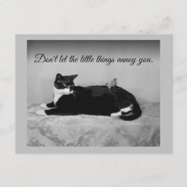 猫とおもしろい迷惑なインパレー ポストカード