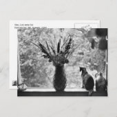 猫との静物生活 ポストカード (正面/裏面)