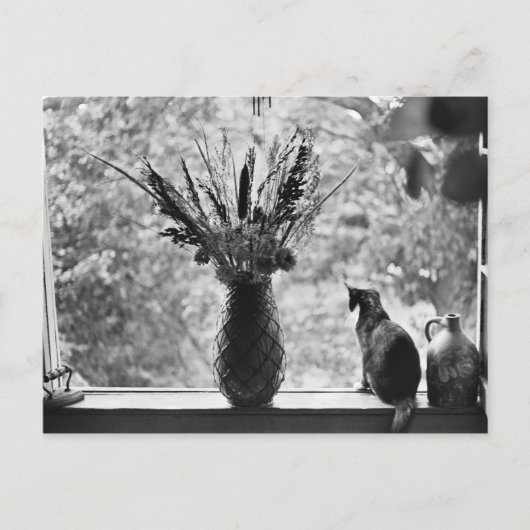猫との静物生活 ポストカード (正面)