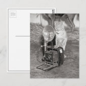 猫とカメラ 1936年 ポストカード (正面/裏面)