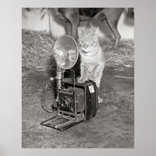 猫とカメラ、1936年 復古写真 ポスター (正面)
