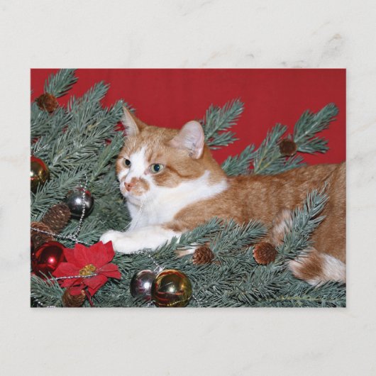 猫とクリスマスツリー シーズンポストカード (正面)
