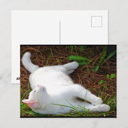 猫とハエ ポストカード (正面/裏面)