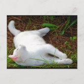 猫とハエ ポストカード (正面)