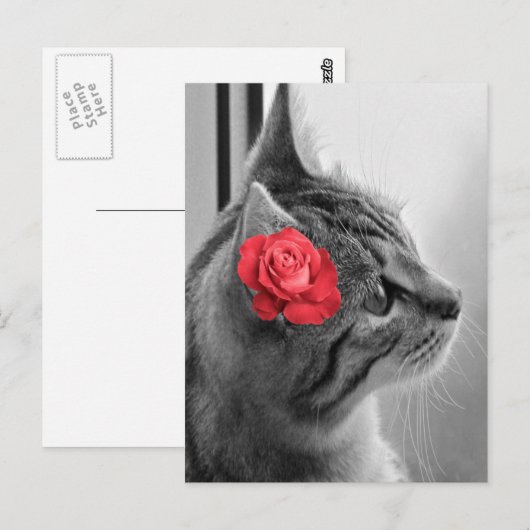 猫とバラ ポストカード (正面/裏面)