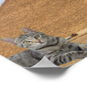 猫とピラミッド ポスター (角)