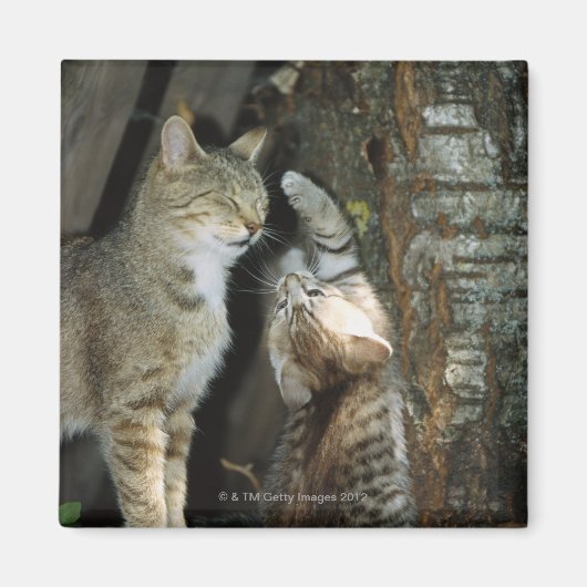 猫と子ネコby Tree マグネット (正面)