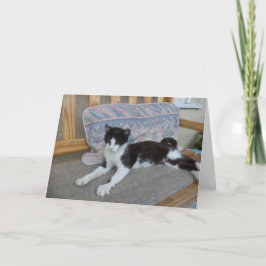 猫と子猫だけ空白の- card 案内状