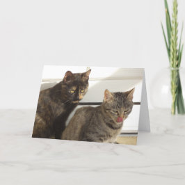 猫と子猫だけ空白の- card 案内状