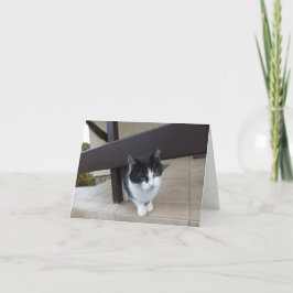 猫と子猫だけ空白の- card 案内状