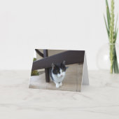 猫と子猫だけ空白の- card 案内状 (正面)