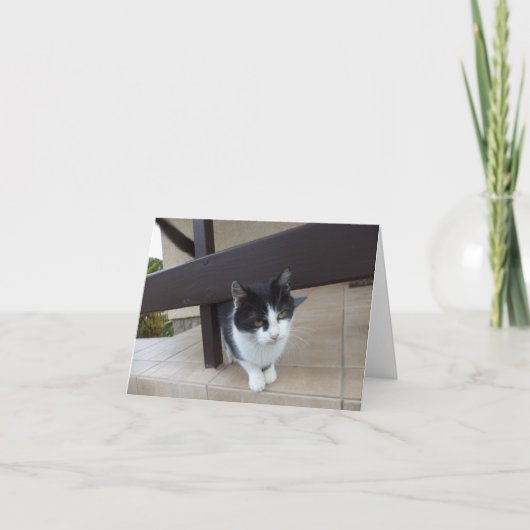 猫と子猫だけ空白の- card 案内状 (正面)