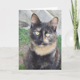 猫と子猫だけ空白の- card 案内状