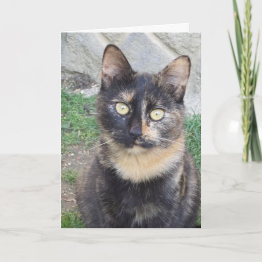 猫と子猫だけ空白の- card 案内状 (正面)