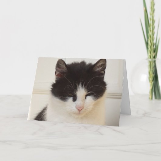 猫と子猫だけ空白の- card 案内状 (正面)