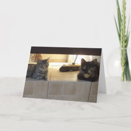 猫と子猫だけ空白の- card 案内状