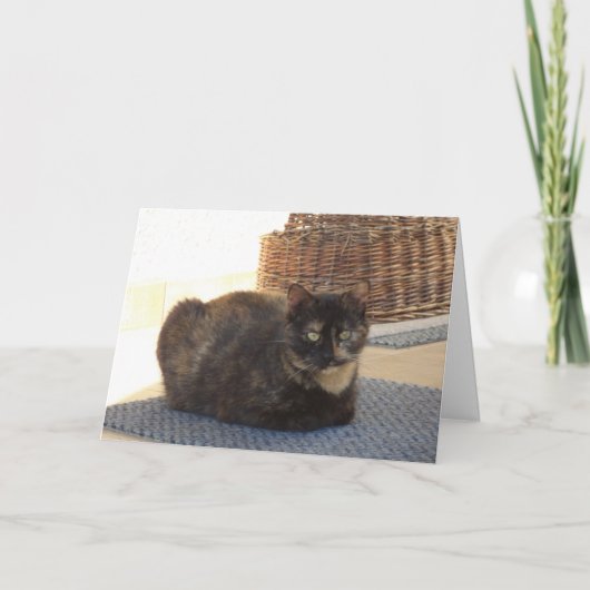 猫と子猫だけ - 無地のカード 案内状 (正面)
