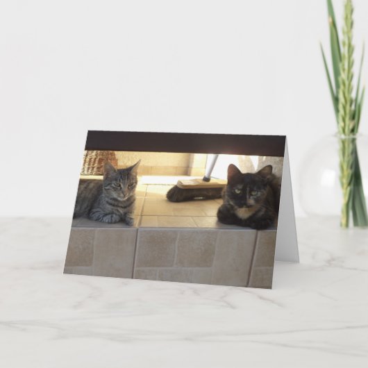 猫と子猫だけ - 無地のカード 案内状 (正面)