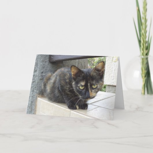 猫と子猫だけ - 無地のカード 案内状 (正面)