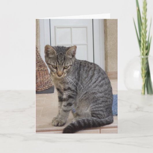 猫と子猫だけ - 無地のカード 案内状 (正面)