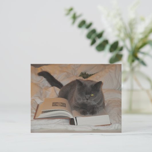 猫と本 ポストカード (スタンド正面)