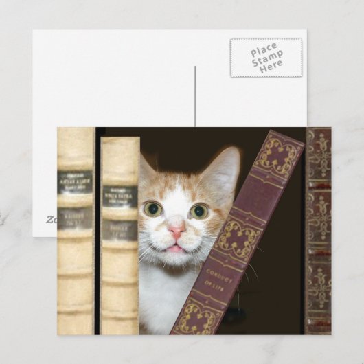 猫と本 ポストカード (正面/裏面)