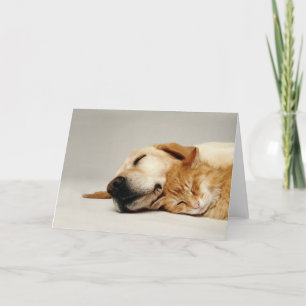 猫と犬が一緒に寝て… カード