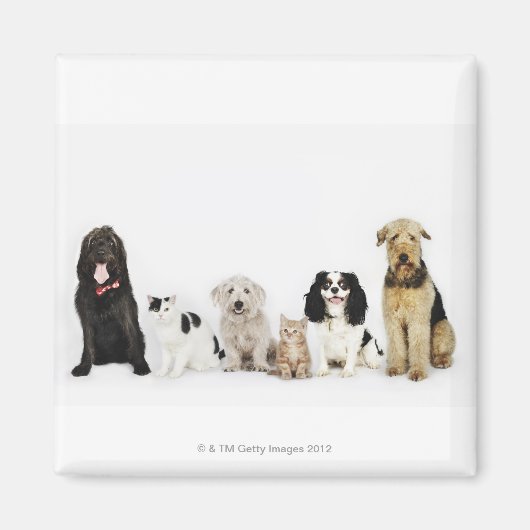 猫と犬が座っているポートレート マグネット (正面)