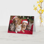 猫と犬のクリスマス折り返しグリーティングカード カード (黄色い花)