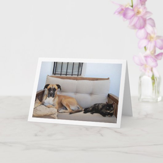 猫と犬のベンチ カード (蘭)