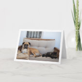 猫と犬のベンチ カード (正面)