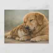 猫と犬の寄り添う姿の獣医予約リマインダー ポストカード (正面)