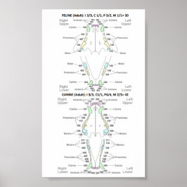 猫と犬の歯科の公式 ポスター