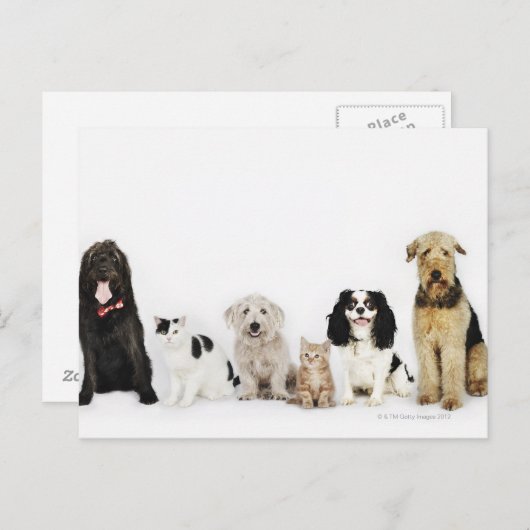 猫と犬 ポストカード (正面/裏面)