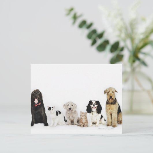 猫と犬 ポストカード (スタンド正面)