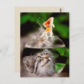 猫と金魚のはがき ポストカード (正面/裏面)