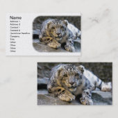 猫に主演したユキヒョウ 名刺 (正面/裏面)