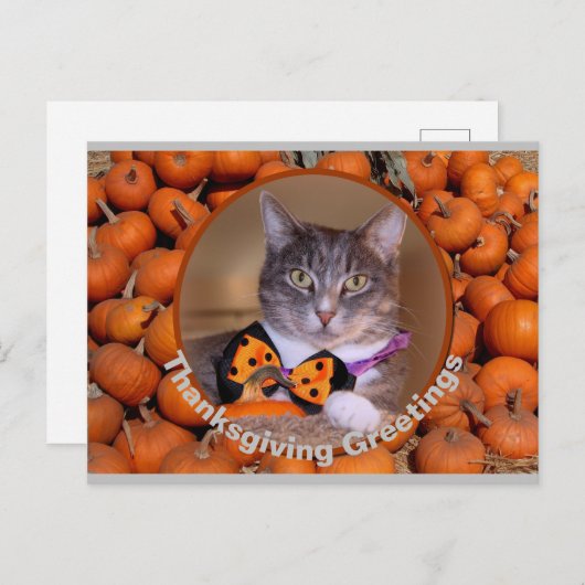 猫に感謝の挨拶 シーズンポストカード (正面/裏面)