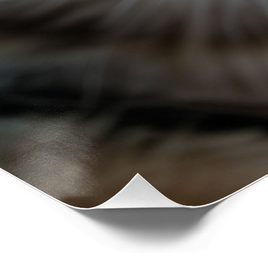 猫のおもしろいクローズアップ | 可愛おっちょこちょいのい猫芸術 ポスター (コーナー)