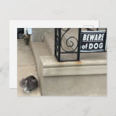 猫のおもしろい写真 ポストカード (正面/裏面)